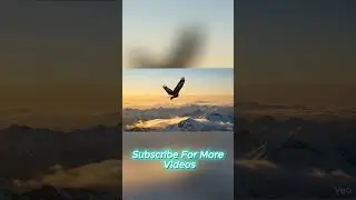 Wait for the sound... 🐦 Real Nature ASMR #shorts #asmr