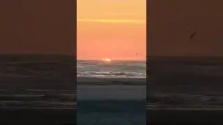Pelicans diving into the wild Pacific Ocean at sunset. #nature #sunset