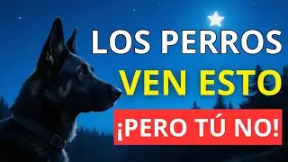 ¡14 Cosas EXTRAÑAS que SOLO los perros pueden ver y oír pero tú no!