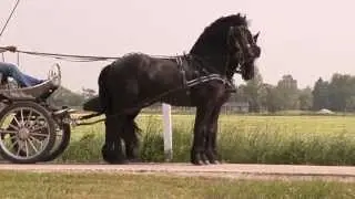 Tsjalbring en Jisse (SOLD)