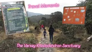 Varsey Rhododendron Sanctuary||Sikkim||Rhododendron||Gurash Kunj||VarseyIIBarsey