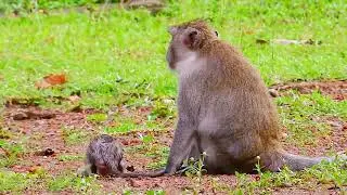 Cute baby monkey 2021