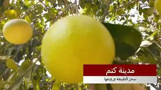 جمال طبيعة مدينة كتم
