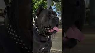 Lernen Sie den Hund mit einem Biss von 700 PSI kennen!