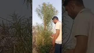 pruning of big plant oleander #kaner #oleander #yellow #flowers #garden #plantcare #video