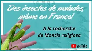 A la recherche de Mantes religieuse (en Picardie,  à  la limite de son aire de répartition)