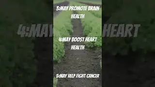 BENEFITS OF LETTUCE