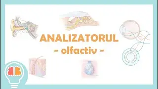 Analizatorul olfactiv #admitere #anatomy #biology #cell #education #medicina #umf #olfactory