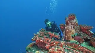 Diving Coin de Mire with a new PADI Open Water diver and clownfish eggs