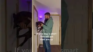 We Tried the Dog Wall Challenge&hellip;I&rsquo;m SHOCKED!