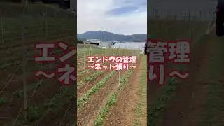 エンドウの管理🫛②#そらの野菜 #自然栽培 #無農薬野菜 #無農薬 #無農薬無肥料#マクロビオティック #マクロビ #野菜宅配 #そらの野菜 #たはら暮らし #shorts