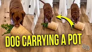 Dog Carrying a Pot in Its Mouth While Heading Toward Momma