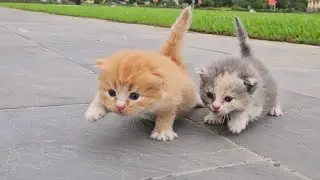I adopt homeless kittens meowing by the roadside, cute and beautiful kittens after they are rescued.
