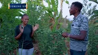 Planting Apples in One of the Driest Areas – Kithyoko, Machakos Miracle! 🌵🍎