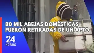 Jes&uacute;s Mar&iacute;a: retiran colmena con m&aacute;s de 80 mil abejas tras ataque a joven