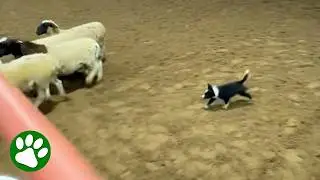 9-week-old puppy did a great job
