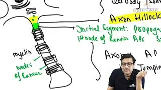 48.Structure & Function of Neurons