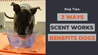 Benefits of Scent Works | Fitdog | #shorts
