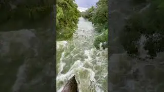 Catching Fish in Flood Water with Rod Regina #Shorts