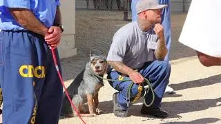 Pawsitive Change: Shelter dog 