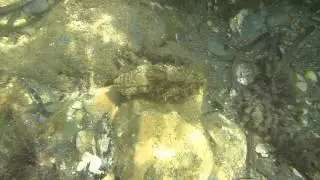 Cuttlefish. Sepia (Sepia officinalis)