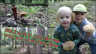 Niezwykłe grzyby na Pogórzu Kaczawskim 😲