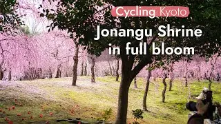 Weeping Plum Blossoms at Jonangu Shrine, Kyoto