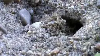 Philanthus triangulum kills bee and digs its nest
