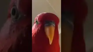 HEHEHE  quoi ? #drole #memes #viralvideo #pourtoi #france