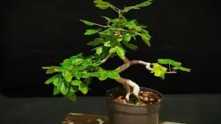 Semillero de Acer monspessulanum. Arce de Montpellier bonsai desde semilla