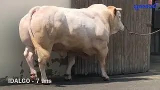 TAUREAUX A GENISSES : IDALGO - Blonde Aquitaine easy calving bull with growth and soundness