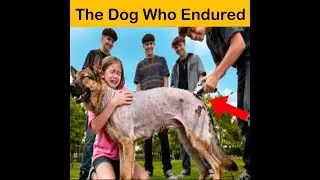 She Held Her Dog While the World Looked Away, Until Justice Finally Spoke