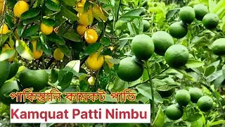 Kamquat Patti Nimbu Best Commercial Variety in India || পাকিস্তানি কামকট পাতি লেবুর অবাক করা ফলন