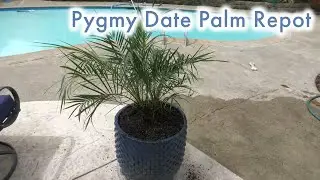 Repotting a Pygmy Date Palm Tree (Phoenix roebelenii) - Zone 8.