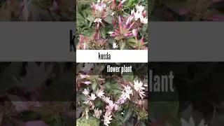 Top 10 rainy season flower plants with name |rainy season plants #shorts