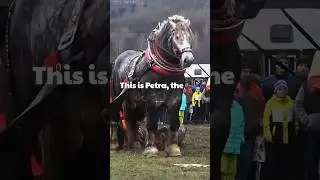 Самая сильная лошадь на Земле 💪🏻 #шорты
