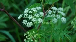 Poison Ivy and Water Hemlock