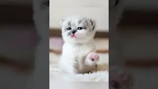 Very Cute Very Lovely Very Sweet Kittens Video ##❣️❣️