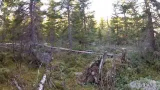 Lapinkairan Gross