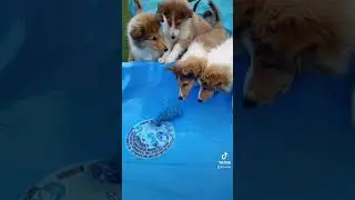 Confused collie puppies 🥰