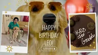 Leo Ke Pehle Birthday Par Excitement Overload 🐶🎂🔥| Birthday celebration | Trending vlog | vlog