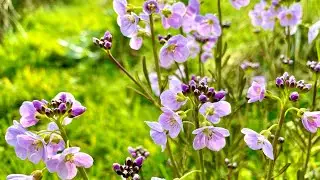 Cuckoo Flower - Why Are They Good for Wildlife?