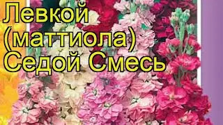 Левкой седой Смесь окрасок. Краткий обзор, описание характеристик matthiola incana