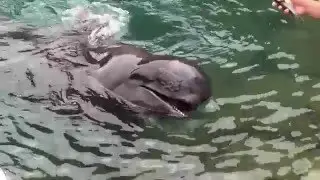 Тайцзи, Музей китов - Taiji Whale Museum - Шоу с дельфинами - 3