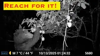 Black Bear Apple Harvest Trail Cam  Jacksonville,Oregon
