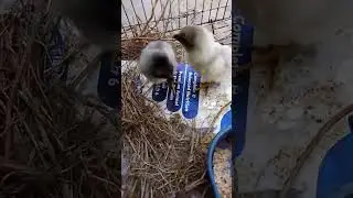 Little Buff Hens chicks with mama brooder hem