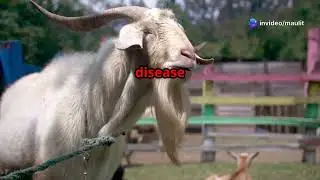 Kahalagahan  ng Ear Tagging sa Kambing!