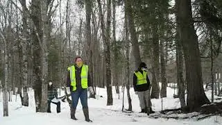 4  Hemlock Inspect and Sampling