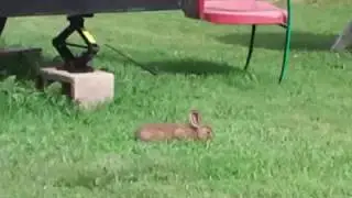 My little pet wild jack rabbit!