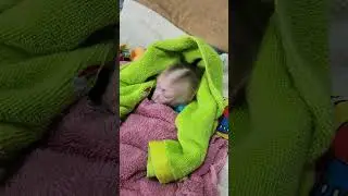 The sweetest baby monkey Jody.